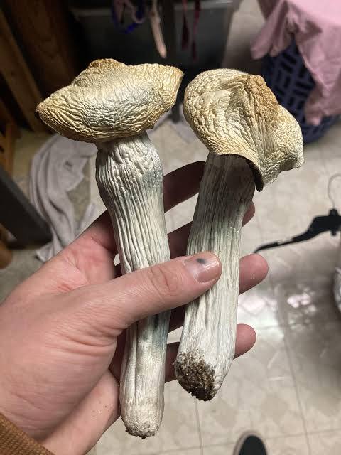 Shrooms ( magic mushrooms )  1 zip